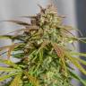 доставка семян конопли курьером Orange Bud feminised