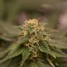 заказать семена конопли Orange Bud feminised