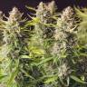 купить онлайн семена конопли Orange Bud feminised