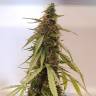 семена конопли сорта сатива семена конопли Auto CBD New York Diesel feminised