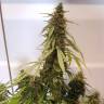 семена конопли марихуаны семена конопли в Украине Auto CBD New York Diesel feminised