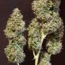 семена конопли в оригинальных упаковках Auto CBD New York Diesel feminised