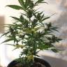 урожайные семена конопли Auto CBD New York Diesel feminised