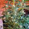 семена конопли феминизированные Auto CBD New York Diesel feminised