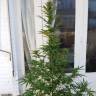 семена сортовой конопли Auto CBD New York Diesel feminised