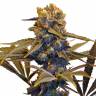 семена конопли f1 в оригинальной упаковке Auto CBD New York Diesel feminised