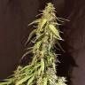 автоцветущие семена конопли Auto CBD New York Diesel feminised