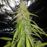 мощные семена конопли Auto CBD New York Diesel feminised