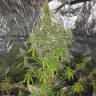  семена индийской конопли Auto CBD New York Diesel feminised