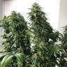 семена конопли для посадки купить Jack regular Ganja Seeds семена конопли для посадки купить Jack regular Ganja Seeds