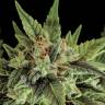 семена конопли наложенным платежом Auto Fruit feminised Dinafem Seeds