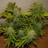 семена конопли в оригинальных упаковках Auto Grapefruit feminised Fast Buds