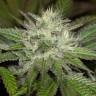 семена конопли в интернете Sapphire OG feminised Humboldt Seeds