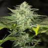 семена конопли гидропоники Sapphire OG feminised Humboldt Seeds
