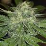семена конопли дешево Sapphire OG feminised Humboldt Seeds