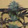 семена индийской конопли Sapphire OG feminised Humboldt Seeds