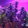 семена конопли курьером Blue Mystic feminised Nirvana Seeds