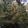 семена конопли с доставкой White Widow feminised Royal Queen