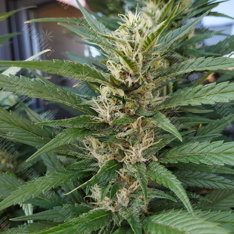 урожайные семена конопли S.A.D. Sweet Afgani Delicious F1 Fast Version feminised Sweet Seeds урожайные семена конопли S.A.D. Sweet Afgani Delicious F1 Fast Version feminised Sweet Seeds