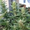 семена сортовой конопли S.A.D. Sweet Afgani Delicious F1 Fast Version feminised Sweet Seeds семена сортовой конопли S.A.D. Sweet Afgani Delicious F1 Fast Version feminised Sweet Seeds
