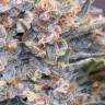 Gorilla Girl feminised Ganja Seeds