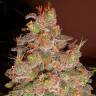 Auto Magik feminised GanjaVIP Seeds Auto Magik feminised GanjaVIP Seeds