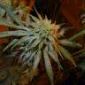 семена конопли для выращивания Hawaiian Snow feminised Green House Seeds семена конопли для выращивания Hawaiian Snow feminised Green House Seeds