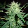 семена конопли медицинской Auto CBD Northern Lights feminised