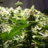 семена конопли индика Jamaica Blueberry regular Ganja Seeds