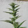 семена конопли Auto Speed Devil regular