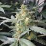 заказ семян конопли Спб Auto Green Crack feminised Fast Buds