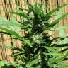заказ семян конопли Москва Auto Green Crack feminised Fast Buds
