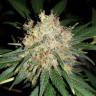 семена конопли в России Bubblelicious feminised Nirvana Seeds