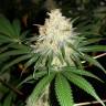 семена конопли Спб Bubblelicious feminised Nirvana Seeds