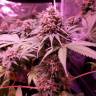 семена конопли Москва Bubblelicious feminised Nirvana Seeds