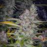 купить семена конопли Tutankhamon feminised Pyramid Seeds купить семена конопли Tutankhamon feminised Pyramid Seeds