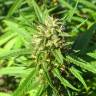 семена конопли феминизированные San Fernando Lemon Kush feminised Sweet Seeds