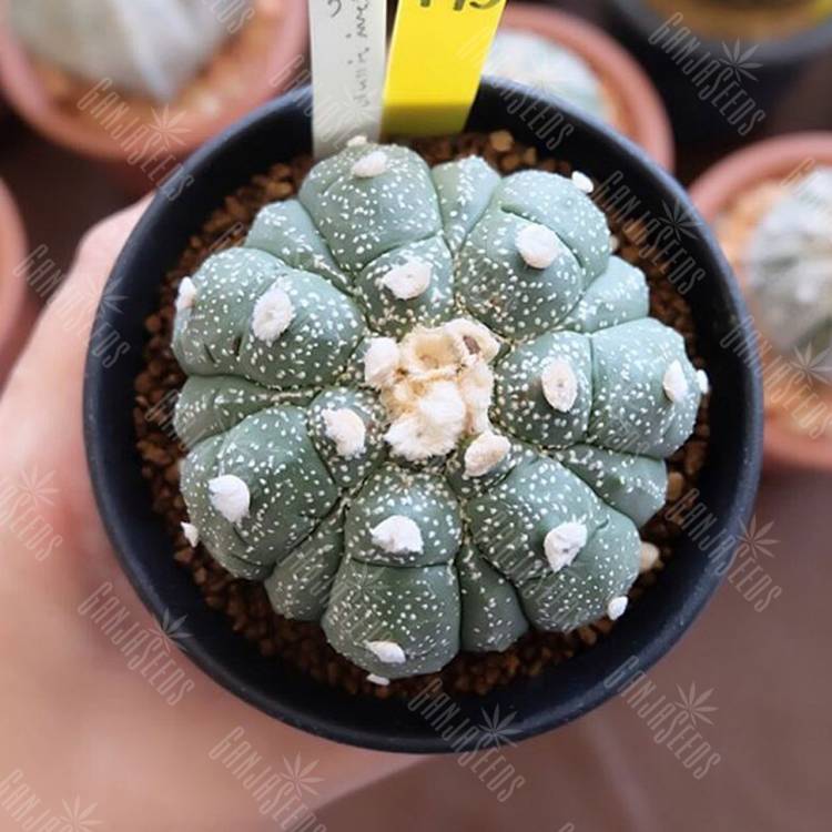 Семена кактуса Astrophytum senile hybrid thailand Семена кактуса Astrophytum senile hybrid thailand