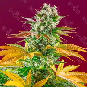 Gorilla Girl feminised GanjaLiveSeeds