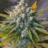 Auto Big Devil #2 feminised Ganja Seeds