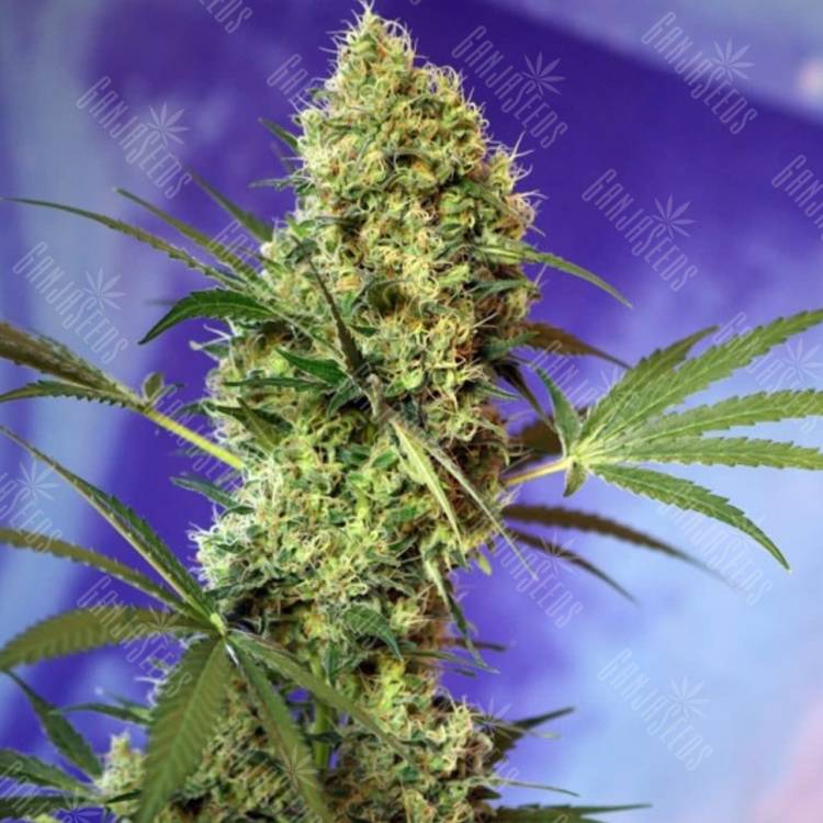 Auto Big Devil #2 feminised Ganja Seeds