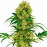 Auto Namor feminised GanjaVIP Seeds