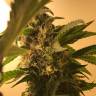 Auto Namor feminised GanjaVIP Seeds