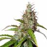 Auto Namor feminised GanjaVIP Seeds