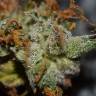 Auto Namor feminised GanjaVIP Seeds