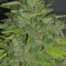 семена конопли гидропоники Arjan's Haze 1 feminised Green House Seeds семена конопли гидропоники Arjan's Haze 1 feminised Green House Seeds