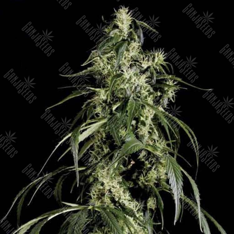 семена конопли аутдор Arjan's Haze 1 feminised Green House Seeds семена конопли аутдор Arjan's Haze 1 feminised Green House Seeds