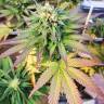 Outlaw Amnesia feminised Dutch Passion Seeds