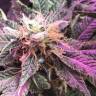 Blue Hash feminised Dinafem Seeds
