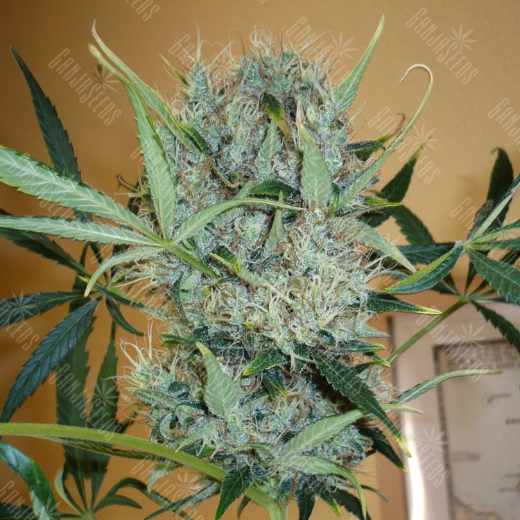 семена конопли f1 в оригинальной упаковке Kali Mist regular Ganja Seeds семена конопли f1 в оригинальной упаковке Kali Mist regular Ganja Seeds